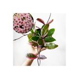 Byaysima Hoya Flamingo Mis Kokulu İthal Mum Çiçeği Canlı Saksıda İç Mekan Ev Ofis Salon Bitkisi.