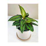 Byaysima Kalatya Calathea Beauty Star Dua Çiçeği Canlı Ev Ofis Salon Iç Mekan Bitkisi