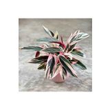 Byaysima Kalatya Triostar Calathea - Dua Çiçeği Ev Ofis Salon Bitkisi