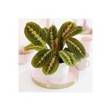 Byaysima Maranta Calathea Dua Çiçeği İthal Canlı Salon İç Mekan Bitkisi