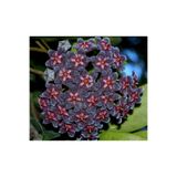 Byaysima Yoğun Kokulu Mum Çiçeği Hoya Pubicalyx Black Dragon 10-20 Cm, Canlı Toprak Da Köklü Ve Sürgünlü