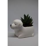 Cactus Garden Köpek Dekoratif Saksı + Canlı Bitki - Beyaz