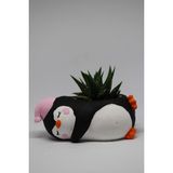 Cactus Garden Penguen Saksı +Canlı Sukulent Bitki - Siyah - Turuncu