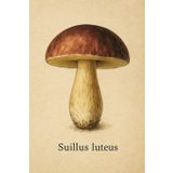 Cahier à Carreaux 5x5 mm – Suillus luteus – 100 Pages – Format 15,2 x 22,9 cm: Illustration réaliste avec nom latin – parfait pour l’école, les croquis, les notes ou comme cadeau nature