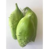 Caigua - Cyclanthera Pedata - İnka Hıyarı Tohumu 5 Adet