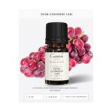 caintela Üzüm Çekirdeği Yağı 20 ml - Saç Köklerinin Nemlenmesine Yardımcı %100 Doğal ve Saf