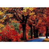 Caka Tablo Ağaçlı Yol ve Sonbahar Yaprakları 1000 Parça Puzzle