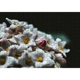 Cakapuzzle Beyaz Çiçeklerin Arasındaki Asi Pembe 120 Parça Ahşap Puzzle