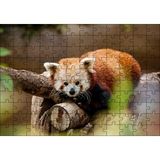 Cakapuzzle Dalda Dinlenen Kızıl Panda 120 Parça Ahşap Puzzle