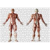 Cakapuzzle İnsan Kas Anatomisi 120 Parça Ahşap Puzzle