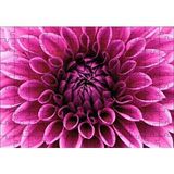 Cakapuzzle Pembe Dahlia Çiçeği Yakın Plan 120 Parça Ahşap Puzzle