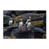 Cakapuzzle Puffin Bird Beak Rock 120 Parça Ahşap Puzzle