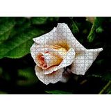 Cakapuzzle Sarı Beyaz Gül Yakın Çekim 120 Parça Ahşap Puzzle