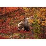 Cakapuzzle Sonbahar Renkli Ormandaki Boz Ayı 120 Parça Ahşap Puzzle