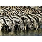 Cakapuzzle Su İçen Zebra Sürüsü Görseli 120 Parça Ahşap Puzzle