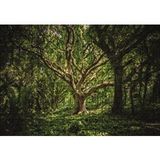 Cakapuzzle Tropik Orman 120 Parça Ahşap Puzzle