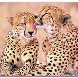 Cakatablo Ahşap Tablo Çita Ailesi Temizleniyor