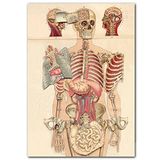 Cakatablo Ahşap Tablo İç Organlar İnsan Anatomisi Görseli