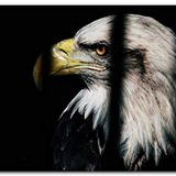 Cakatablo Ahşap Tablo Kafes Demirleri Arasından İhtiyar Kartal
