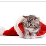 Cakatablo Ahşap Tablo Noel Şapkası ve Sevimli Yavru Kedi