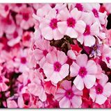 Cakatablo Ahşap Tablo Pembe Plumeria Çiçekleri