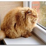 Cakatablo Ahşap Tablo Pencerede Şişman Kedi