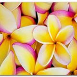 Cakatablo Ahşap Tablo Sarı Plumeria Çiçekleri