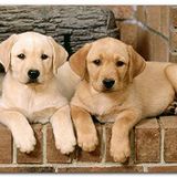 Cakatablo Ahşap Tablo Şöminenin Önünde İki Labrador Yavrusu