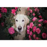 Cakatablo Beyaz Golden Retriever Çiçekler Arasında 1000 Parça Puzzle Yapboz MDF Ahşap, P11663-1000