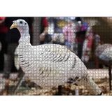 Cakatablo Beyaz Hindi Biblo 1000 Parça Puzzle Yapboz MDF Ahşap