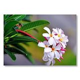Cakatablo Beyaz Sarı Plumeria Çiçeği Görseli Mdf Ahşap Tablo