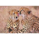 Cakatablo Çita Ailesi Temizleniyor 1000 Parça Puzzle Yapboz MDF Ahşap