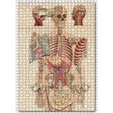 Cakatablo İç Organlar İnsan Anatomisi Görseli 1000 Parça Puzzle Yapboz MDF Ahşap