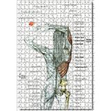 Cakatablo Kadın Anatomisi Kas Haritası 500 Parça Puzzle Yapboz MDF Ahşap