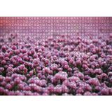 Cakatablo Mor Renkli Tomurcuk Çiçekler 1000 Parça Puzzle Yapboz MDF Ahşap, P17858-1000
