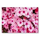Cakatablo Pembe Plumeria Çiçekleri Mdf Ahşap Tablo