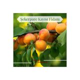 Çakır Fidancılık Şekerpare Kayısı Fidanı