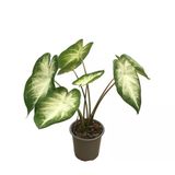 Caladium 'Aaron' (Kaladyum Çiçeği)