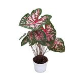 Caladium 'Carolyn Whorton' (Kaladyum Çiçeği)