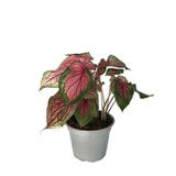 Caladium 'Florida Sweetheart' (Kaladyum Çiçeği)