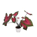 Caladium 'Postman Joyner' (Kaladyum Çiçeği)