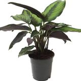 Calathea Beauty Star Dua Çiçeği