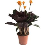 Calathea Crocata (Dua Çiçeği)