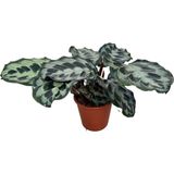 Calathea Dressleri ‘helen Kennedy’ (Dua Çiçeği)