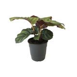 Calathea Fasciata Dua Çiçeği