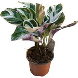 Calathea 'fusion White' (Dua Çiçeği)