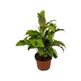 Calathea 'fusion Yellow' (Dua Çiçeği)