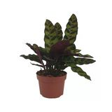 Calathea Lancifolia Dua Çiçeği 9 Cm Plastik Saksıda 10-20 Cm