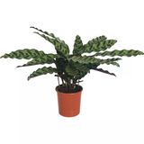 Calathea Lancifolia Dua Çiçeği Fidanı 10-20 Cm