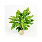 Calathea Lancifolia Fidanı 10-20 Cm
